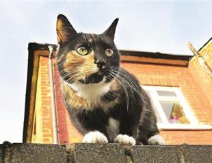 London Zoo to create a map of cats in the city