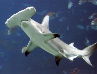 Four shark species win international trade protection