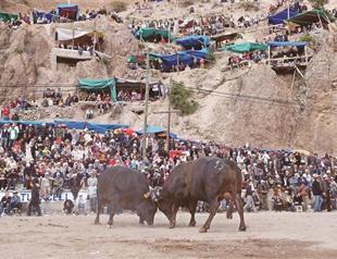 Bull wrestling in Yusufeli
