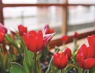 Tulips to get museum in Istanbul