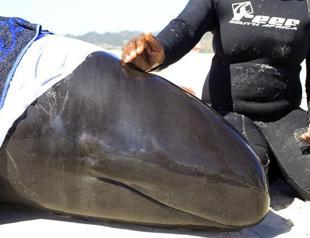 Seven pilot whales die in mass stranding on S. Africa beach