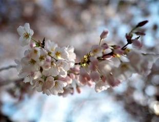 Nuclear-hit Fukushima to get 20,000 cherry trees