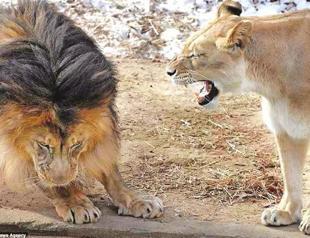 Male lions as capable as females, scientists say