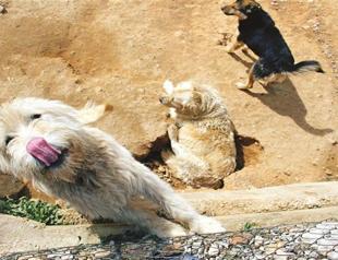 Faithful friends wait for new home, family