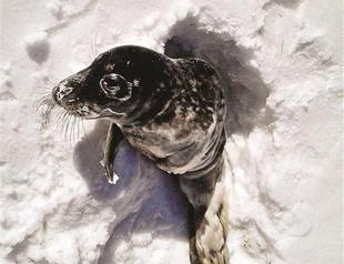 Swedes mystified by seal pup found in forest away from sea