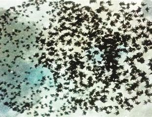 Globalization questioned at Sharjah Biennal