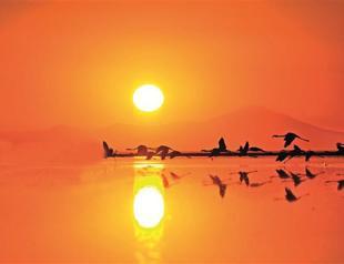 Tuz Lake hosts giant flamingo colony every year
