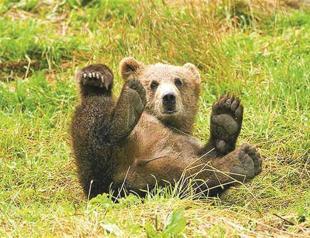 Ministry advises pepper gas against wild animal attacks