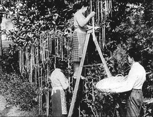 Fools Day, a spring ritual