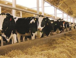 Turkey’s dairy product exports to EU to restart