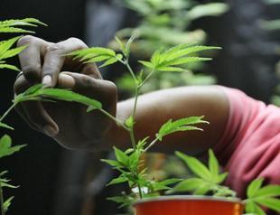 Medical marijuana goes on sale in Czech pharmacies