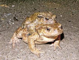 Frogs hop on for a piggyback ride between two provinces