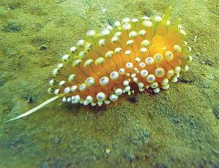 Life in İzmir’s gulf improving for sea creatures