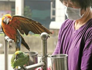 China kills all poultry as bird flu spreading