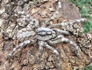Tarantula in size of human face discovered in Sri Lanka