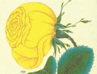 The rose and spring: hand-in-hand in Ottoman verse