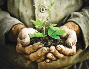 Judge sentences petty criminals to plant trees: Report