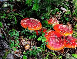 Magic mushroom experiment hits stumbling block by court