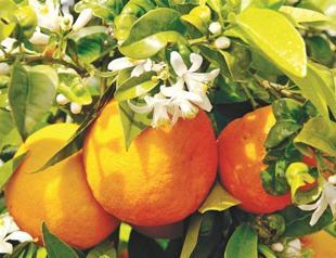 Orange fest to brigthen up Adana