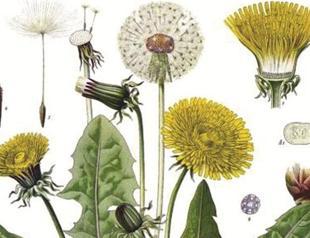 Lion’s Teeth to cure effects of Lion’s Milk