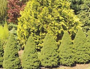 Collaborative Partnership on Forests