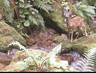 Biodiversity at the heart of forestry plans, actions