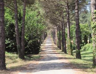 Big development in Turkey’s forests