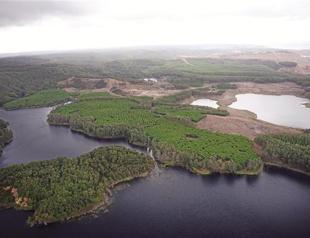 A brief history of global forest policy