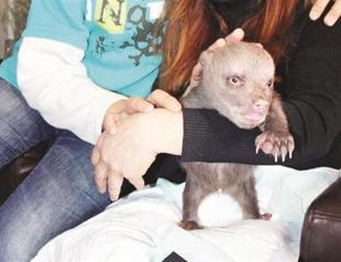 Mother, son take care bear cub