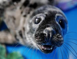 Jude Law writes to WTO against seal trade