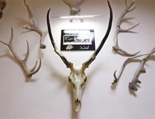 Animal bones unearthed during Marmaray excavations to be displayed at museum