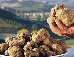 Muğla to have the largest truffle area