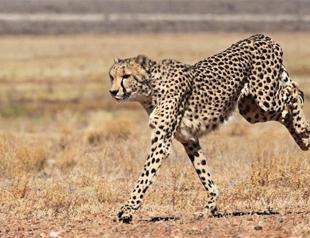 Cheetahs still in race to survive but may die off