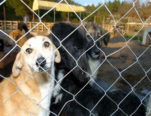 Stray dogs tracked electronically, says Istanbul municipality