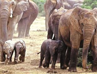 African elephants set for extinction