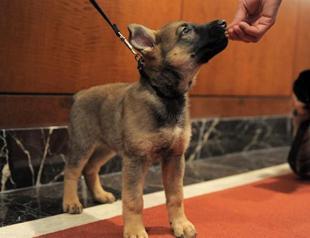 Dog saves French woman from suicide attempt