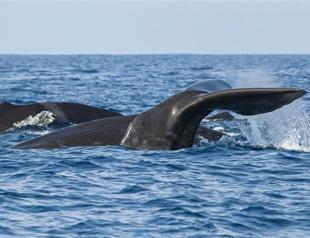 Iceland to resume disputed fin whale hunt in June