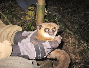 Study reveals long secrets of lemurs