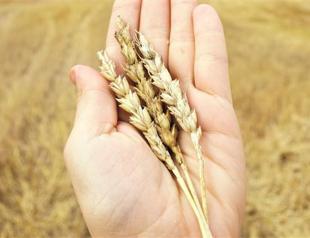 British scientists develop superwheat