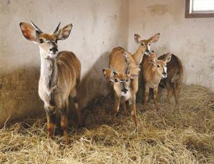 İzmir home of new species from Israel