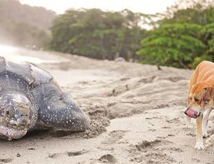 Giant sea turtles come back to coasts for eggs