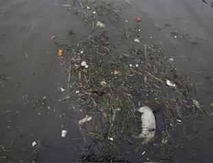Shanghai river pig toll rises to 6,600 as worries mount