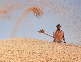 Syrian grain imports pick up despite worsening war