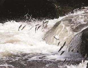 Pearl mullets’ jump for life