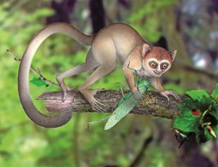 Distant cousin: Tiny hyperactive primate