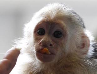 Biebers pet monkey becomes German state property
