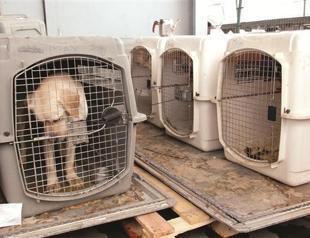 Dogs stuck in Istanbul airport for twelve days