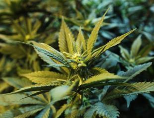 Ex-Microsoft manager plans to create first U.S. marijuana brand