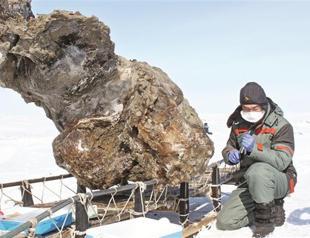Rare mammoth carcass with liquid blood found