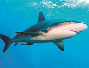 Sharks have more value than as food